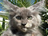 À réserver : un chaton femelle Maine Coon LOOF
