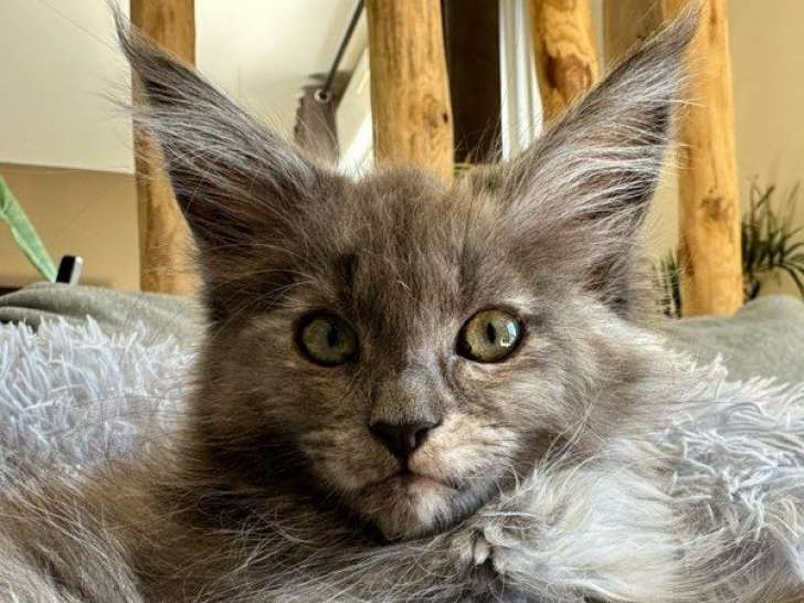 À réserver : un chaton femelle Maine Coon LOOF