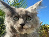 À réserver : un chaton femelle Maine Coon LOOF