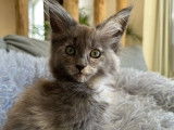 À réserver : un chaton femelle Maine Coon LOOF
