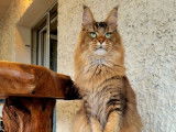 À vendre : une chatonne Maine Coon LOOF