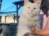 À vendre : une chatonne Maine Coon LOOF