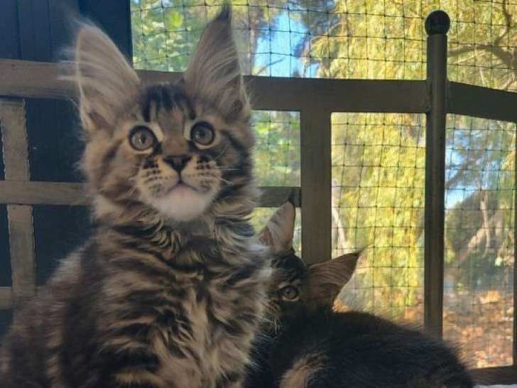 3 chatons femelles Maine Coons LOOF à réserver