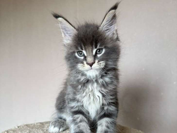 À réserver : 3 chatons Maine Coons LOOF