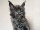 À réserver : 3 chatons Maine Coons LOOF