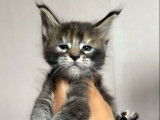 À réserver : 3 chatons Maine Coons LOOF