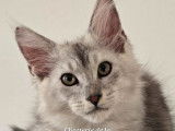 À vendre : un chaton mâle Maine Coon LOOF