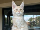 À vendre : un chaton mâle Maine Coon LOOF