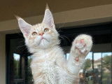 À vendre : un chaton mâle Maine Coon LOOF