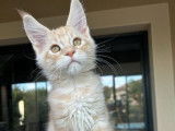 À vendre : un chaton mâle Maine Coon LOOF