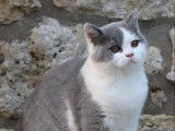 2 chatons mâles British Shorthairs LOOF
