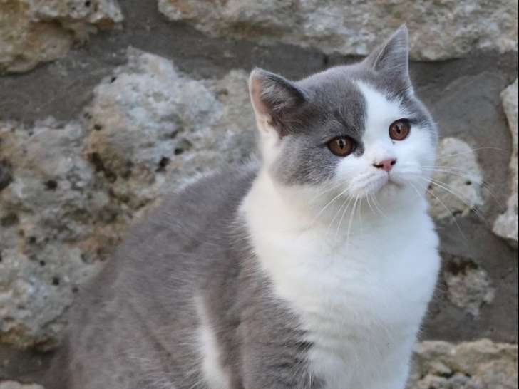 2 chatons mâles British Shorthairs LOOF