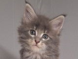 À réserver, 3 chatons Maine Coons LOOF