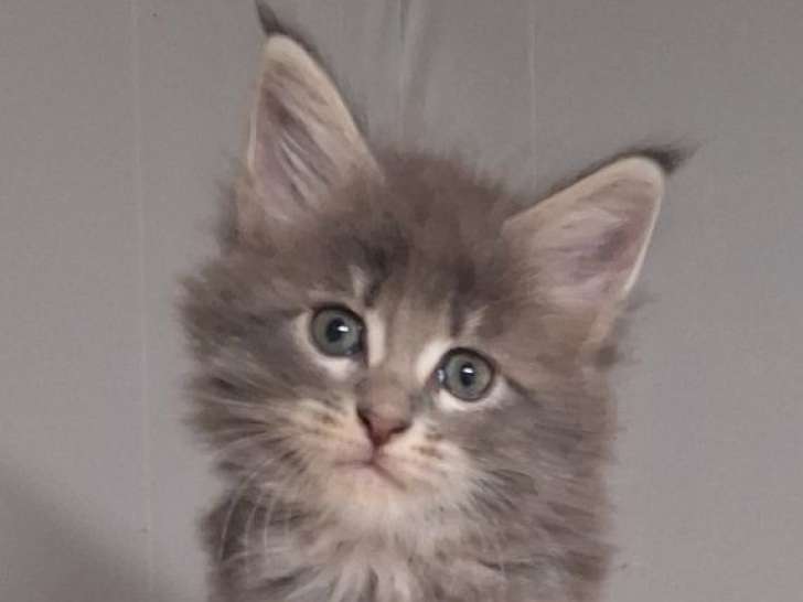 À réserver, 3 chatons Maine Coons LOOF