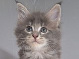 À réserver, 3 chatons Maine Coons LOOF