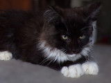 À vendre : 1 chaton mâle Maine Coon LOOF