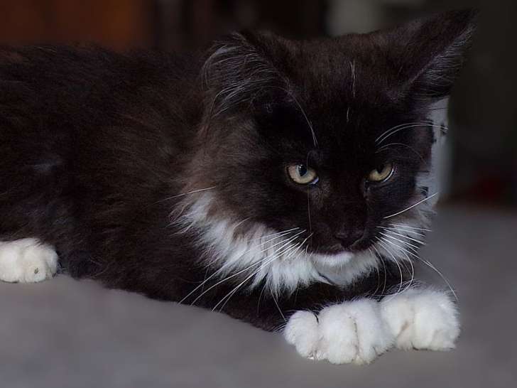 À vendre : 1 chaton mâle Maine Coon LOOF