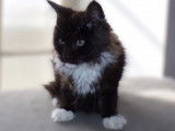 À vendre : 1 chaton mâle Maine Coon LOOF