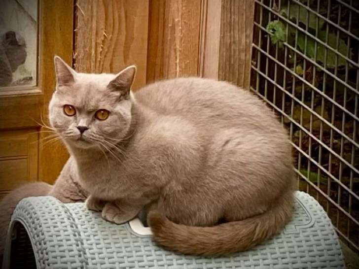 Une chatte British Shorthair LOOF disponible à la vente