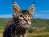 Des chatons Maine Coons LOOF à vendre