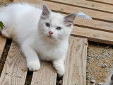 À vendre, un chaton mâle Ragdoll LOOF