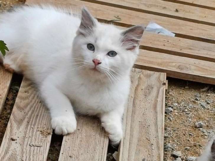 À vendre, un chaton mâle Ragdoll LOOF