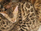 À réserver : un chaton femelle Bengal LOOF