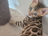 À réserver : un chaton femelle Bengal LOOF