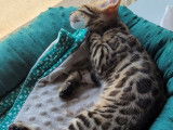 À réserver : un chaton femelle Bengal LOOF