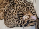 À réserver : un chaton femelle Bengal LOOF