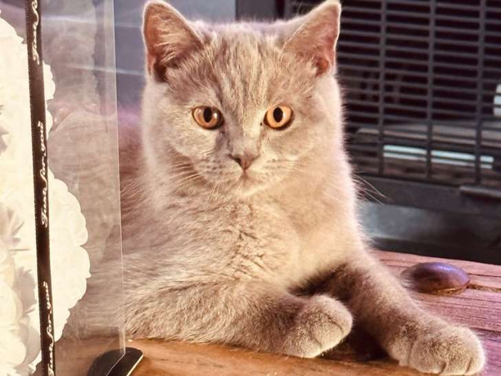 4 chatons mâles British Shorthairs LOOF à vendre