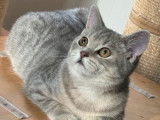 4 chatons mâles British Shorthairs LOOF à vendre