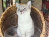 4 chatons mâles British Shorthairs LOOF à vendre