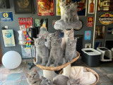 4 chatons mâles British Shorthairs LOOF à vendre