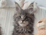 À réserver, 5 chatons Maine Coons LOOF