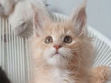 À réserver, 5 chatons Maine Coons LOOF