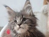 À réserver, 5 chatons Maine Coons LOOF
