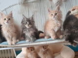 À réserver, 5 chatons Maine Coons LOOF