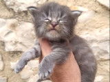 À vendre : un chaton mâle Maine Coon LOOF