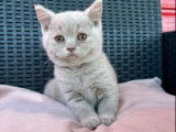 À vendre : 2 chatons mâles British Shorthairs LOOF