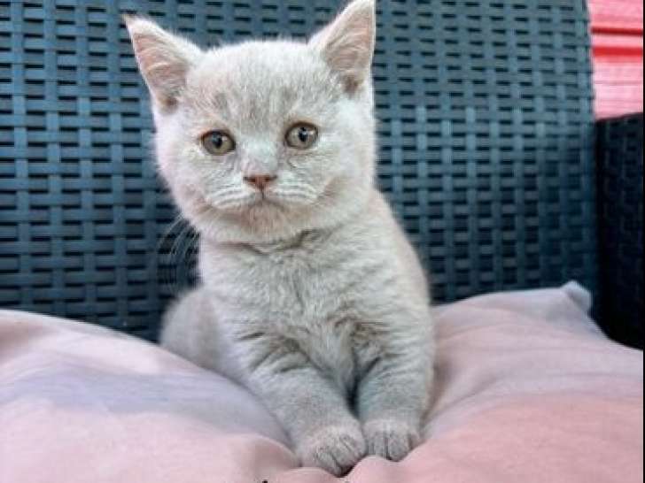 À vendre : 2 chatons mâles British Shorthairs LOOF