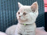 À vendre : 2 chatons mâles British Shorthairs LOOF