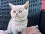 À vendre : 2 chatons mâles British Shorthairs LOOF