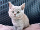 À vendre : 2 chatons mâles British Shorthairs LOOF