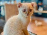 À vendre : 2 chatons Scottish Fold et Straight LOOF