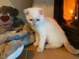 À vendre : 2 chatons Scottish Fold et Straight LOOF