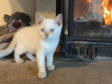 À vendre : 2 chatons Scottish Fold et Straight LOOF