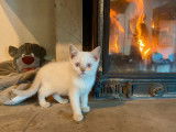 À vendre : 2 chatons Scottish Fold et Straight LOOF