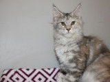 Une chatonne Maine Coon LOOF disponible à la vente