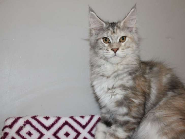Une chatonne Maine Coon LOOF disponible à la vente